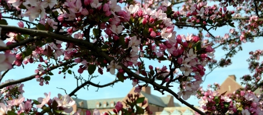 Blooming pink flowers in  campus